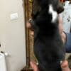 Beagle puppies photo 12