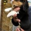 Beagle puppies photo 14
