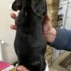 Beagle puppies photo 15