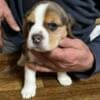 Beagle puppies photo 16
