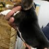 Beagle puppies photo 17
