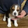 Beagle puppies photo 18
