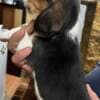 Beagle puppies photo 19