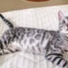 Bengal kittens for sale photo 1