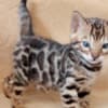Bengal kittens for sale photo 2