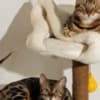 Bengal kittens for sale photo 5
