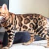 Bengal kittens for sale photo 6