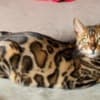 Bengal kittens for sale photo 7