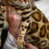 Bengal kittens for sale photo 8