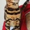 Bengal kittens for sale photo 10