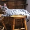 Bengal kittens for sale photo 11