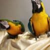 Blue and Gold Macaw Parrots for sale photo 1