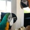 Blue and Gold Macaw Parrots for sale photo 2
