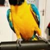 Male and Female Blue and Gold Macaw Parrots photo 1