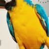 Male and Female Blue and Gold Macaw Parrots photo 2