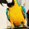 Male and Female Blue and Gold Macaw Parrots photo 3
