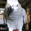 Pair of African Grey Parrots photo 1