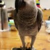 Pair of African Grey Parrots photo 2