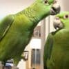 Adorable Amazon Male And Female Parrots photo 1