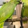 Adorable Amazon Male And Female Parrots photo 2