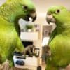 Adorable Amazon Male And Female Parrots photo 3
