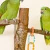 Adorable Amazon Male And Female Parrots photo 4