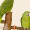 Adorable Amazon Male And Female Parrots photo 5