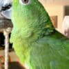 Adorable Amazon Male And Female Parrots photo 6
