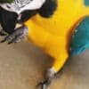 Blue and Gold Macaw Parrots Ready To Go photo 1