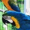 Blue and Gold Macaw Parrots Ready To Go photo 3
