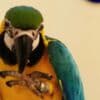 Blue and Gold Macaw Parrots Ready To Go photo 4