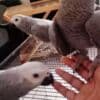 African Grey Parrots photo 2
