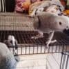 African Grey Parrots photo 3