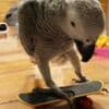 African Grey Parrots photo 4