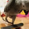 African Grey Parrots photo 5