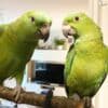 Amazon Male And Female Parrots photo 4