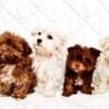 Bolonka Zwetna puppies photo 1