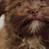 Bolonka Zwetna puppies photo 3