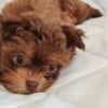 Bolonka Zwetna puppies photo 4