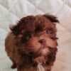 Bolonka Zwetna puppies photo 5