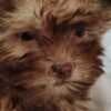 Bolonka Zwetna puppies photo 6
