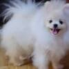 Purebred Boo Pomeranian puppies photo 2