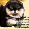 Purebred Boo Pomeranian puppies photo 5