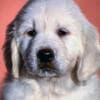 Golden Retriever puppies photo 2