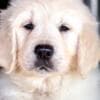 Golden Retriever puppies photo 4
