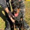 Doberman photo 1