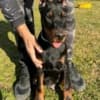 Doberman photo 2