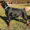 Doberman photo 3