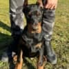 Doberman photo 4
