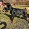 Doberman photo 5